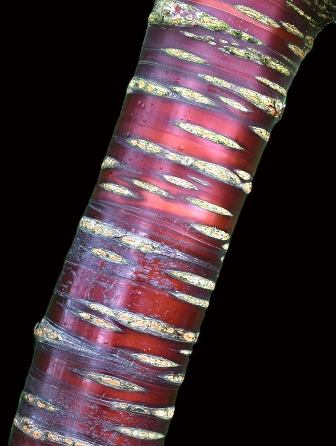 Cherry tree barcode - Colin Bailey